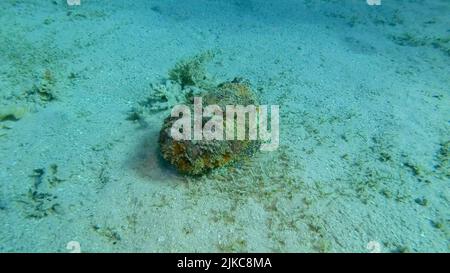 Gros plan de la corégone de Stonefish se trouve sur fond sablonneux recouvert d'herbes marines vertes. Reef Stonefish (Synanceia verrucosa) Mer Rouge, Égypte Banque D'Images