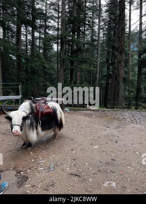 Un yak domestique blanc (Bos grunniens) dans le parc Banque D'Images