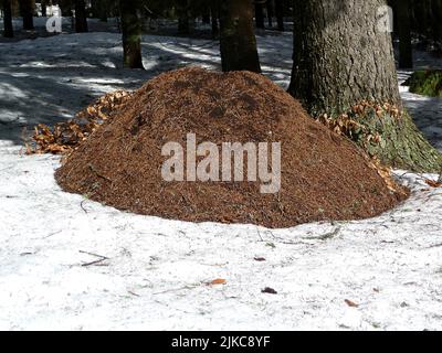 Énorme anthill en forêt, l'hiver Banque D'Images