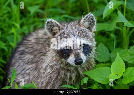 Un gros plan d'un mignon raton laveur dans son habitat naturel Banque D'Images