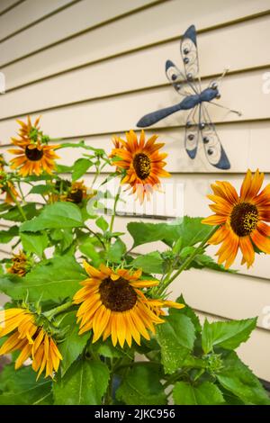 Tournesols contre un mur extérieur avec une grande mouche dragon ornement. Banque D'Images