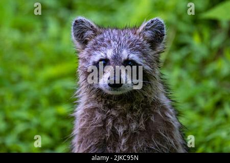 Un gros plan d'un mignon raton laveur dans son habitat naturel Banque D'Images