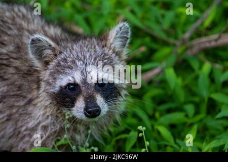 Un gros plan d'un mignon raton laveur dans son habitat naturel Banque D'Images