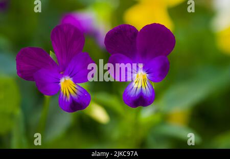 Gros plan de deux jolies pansies violettes sur un arrière-plan flou. Banque D'Images