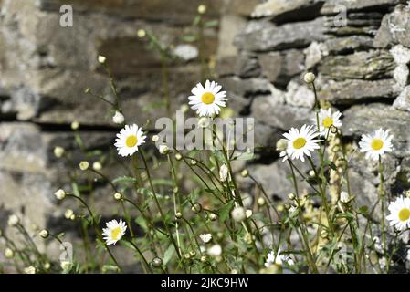 Image de premier plan des pâquerettes Oxeye (Leucanthemum vulgare) avec espace de copie à gauche de l'image, contre un fond de mur de roche gris, pris en juin au Royaume-Uni Banque D'Images