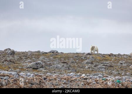 L'ours polaire (Ursus maritimus) Banque D'Images