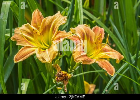 Pêche claire à foncée, couleur aux ruffles, nénuphars hybrides qui se blotissent ensemble autour d'un feuillage par temps chaud et ensoleillé, en été, vue rapprochée Banque D'Images