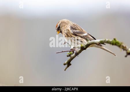 Petit Redpoll (cabaret Acanthis) homme Banque D'Images