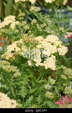 Jaune Achillea fruits d'été Lemon Achillea vivaces vivaces plantes de jardin plantes fleurs Banque D'Images