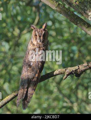 Hibou perché sur une branche au soleil tôt le matin. Banque D'Images