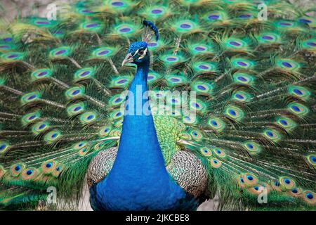 Un paon commun bleu avec des ailes adorables et entièrement ouvertes Banque D'Images