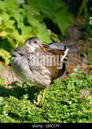 Moorsque eurasien juvénile (Gallinula chloropus) sur les plantes aquatiques Banque D'Images