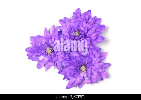 Fleur de chrysanthème pourpre (Chrysanthemum indicum) isolée sur fond blanc.Photo haute résolution.Profondeur de champ complète. Banque D'Images