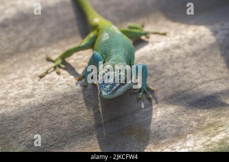 Un gros plan d'un reptile chevalier Anole, Anolis equestris Banque D'Images