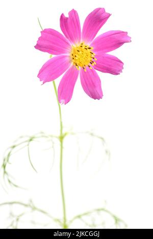 Fleurs cosmos roses isolées sur fond blanc. Photo haute résolution. Profondeur de champ complète. Banque D'Images