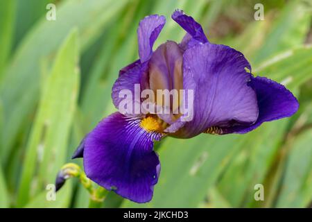 Gros plan d'un iris allemand violet barbu avec un intérieur jaune et un fond vert naturel Banque D'Images