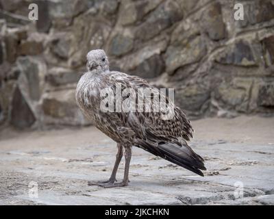 Plutôt bergoule de hareng juvénile européen, alias Larus argentatus, côte nord du Devon. Banque D'Images