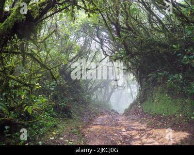 Un chemin étroit dans la forêt nuageuse de Monteverde, au Costa Rica Banque D'Images