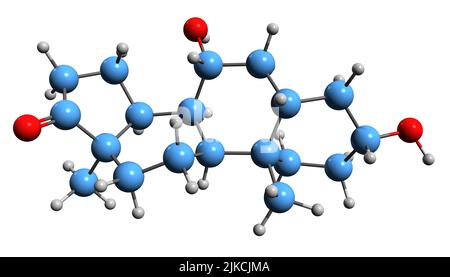 3D image de la formule squelettique Hydroxyépiandrostérone - structure chimique moléculaire du neurostéroïde endogène isolé sur fond blanc Banque D'Images