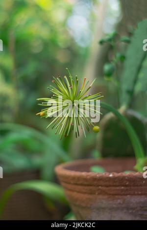 Cliché sélectif d'une plante papyrus naine dans un pot Banque D'Images