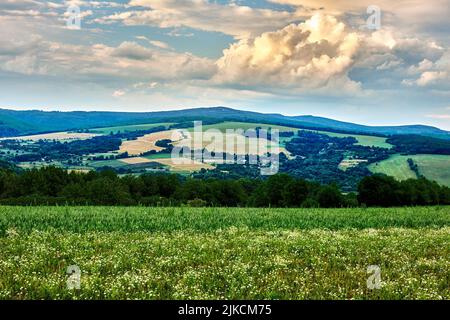Paysage rural d'été avec prairie et de beaux nuages au coucher du soleil. Fleurs sauvages fleuries en premier plan, vue sur la vallée. Horna Suca, Slovaquie. Banque D'Images