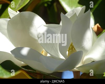 De grandes fleurs de magnolia blanc sur un arbre au soleil Banque D'Images