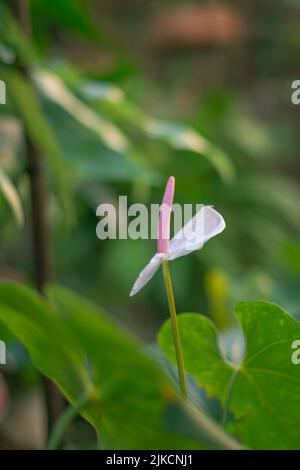 Gros plan vertical de la fleur de Lily Flamingo sur fond flou (Anthurium Andraeanum) Banque D'Images