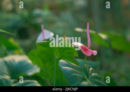 Un beau gros plan de la fleur de Lily Flamingo sur fond flou (Anthurium Andraeanum) Banque D'Images