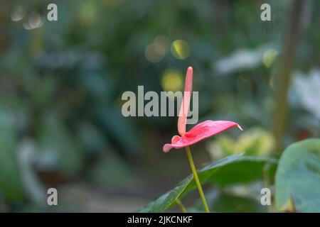 Un beau gros plan de la fleur de Lily Flamingo sur fond flou (Anthurium Andraeanum) Banque D'Images