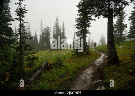 Vélo de montagne à piste unique dans un pré subalpin Banque D'Images