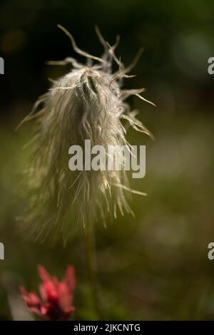 Gros plan sur la macro de la fleur alpine de l'anémone occidentale à Revelstoke, en Colombie-Britannique Banque D'Images