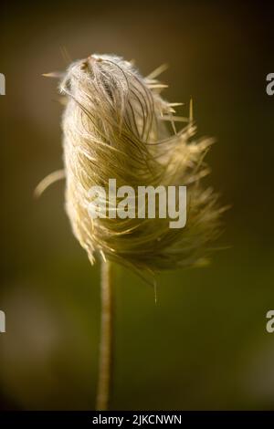 Gros plan Macro de Western Anemone Alpine Wildflower Banque D'Images