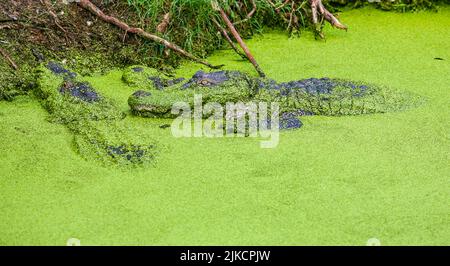 Alligators dans les marais de la Nouvelle-Orléans, Louisiane Banque D'Images