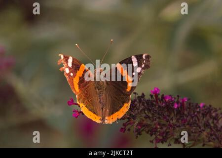 un vieux papillon avec des ailes endommagées assis sur une fleur Banque D'Images