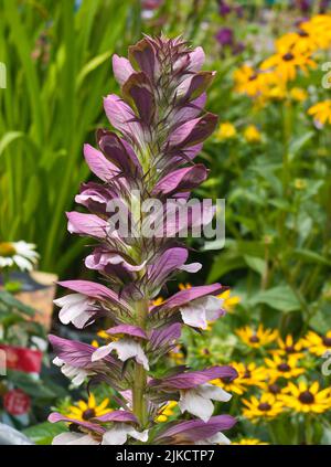 Acanthus spinosus la culasse de l'ours épineux les ours épineux la culasse vivace jardin plante plantes fleurs fleurs vivaces Banque D'Images