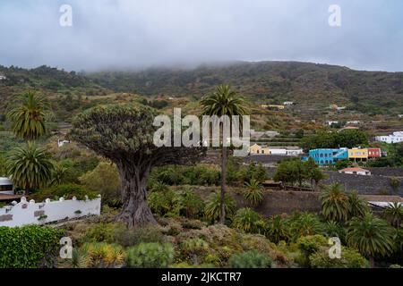 Vue aérienne du Dragon Tree à Icod de los Vinos, Tenerife, îles Canaries Banque D'Images