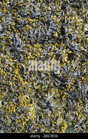 Bladderrack ou algue (Fucus vesiculosus) en mer du Nord, en Frise du Nord, en Allemagne Banque D'Images