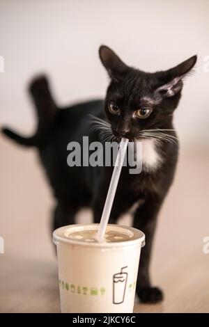 Gros plan vertical d'un petit chat noir buvant du lait à partir d'une paille isolée sur fond blanc Banque D'Images