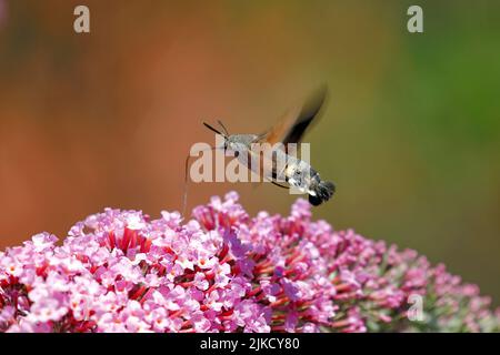 Un papillon, Macroglossum stellatarum, survole les fleurs d'un buisson de Buddleja Banque D'Images
