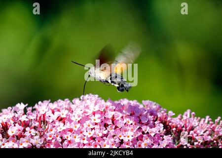 Un papillon, Macroglossum stellatarum, survole les fleurs d'un buisson de Buddleja Banque D'Images