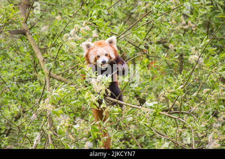 Un panda rouge avec une bouche ouverte grimpant sur les arbres Banque D'Images