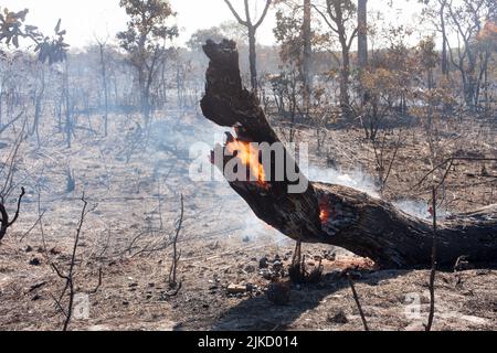 Les restes de broussailles d'un feu de broussailles peut-être arson près de la réserve indienne de Karriri-Xoco et de Tuxa dans la partie nord-ouest de Brasilia, au Brésil Banque D'Images