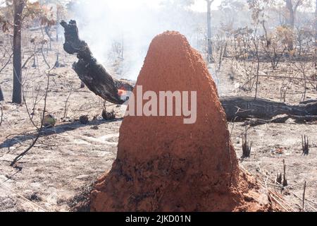 Les restes de broussailles d'un feu de broussailles peut-être arson près de la réserve indienne de Karriri-Xoco et de Tuxa dans la partie nord-ouest de Brasilia, au Brésil Banque D'Images