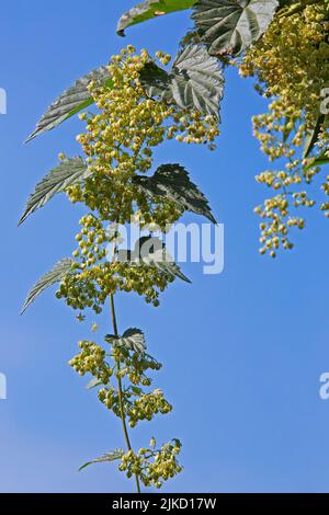 Houblon / houblon commun (Humulus lupulus) gros plan des fleurs mâles fleurissant en été Banque D'Images