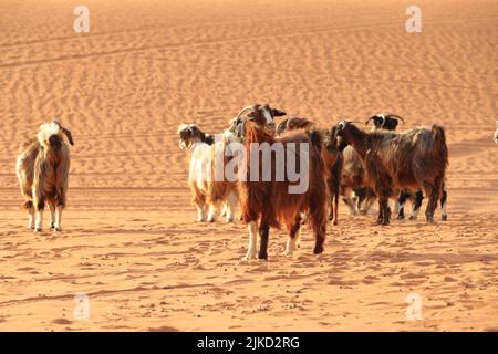 Clôture de chèvres sous les dunes du désert sable de wahiba en Oman Banque D'Images