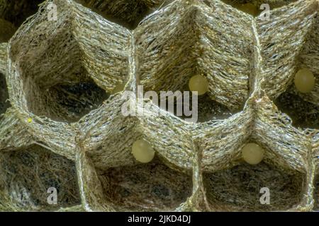Un gros plan de l'intérieur d'un nid de guêpe montrant une structure hexagonale et de petits oeufs Banque D'Images