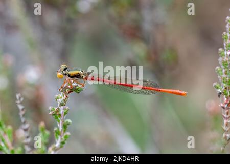 Petite mouche rouge (Ceriagrion tenellum) perchée sur la bruyère, Angleterre, Royaume-Uni Banque D'Images