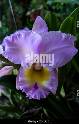 Orchidée Cattleya rose. Gros plan à Anchieta, État d'Espirito Santo, Brésil. Banque D'Images
