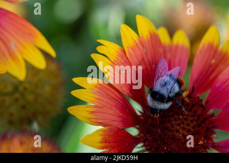 Bumblebee sur fleur conique rouge et jaune Banque D'Images