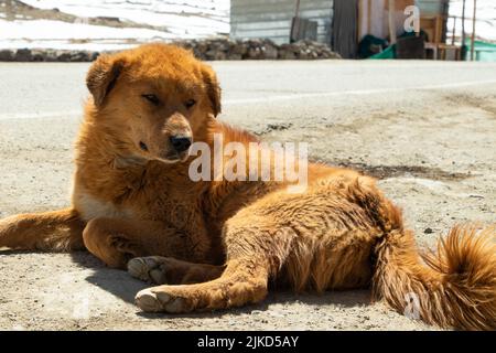 Chiens errants locaux ayant la fourrure assis au sol en face de chaîne de montagnes de l'Himalaya couvert de glace et de glacier de neige à Ladakh et Leh, Inde Banque D'Images